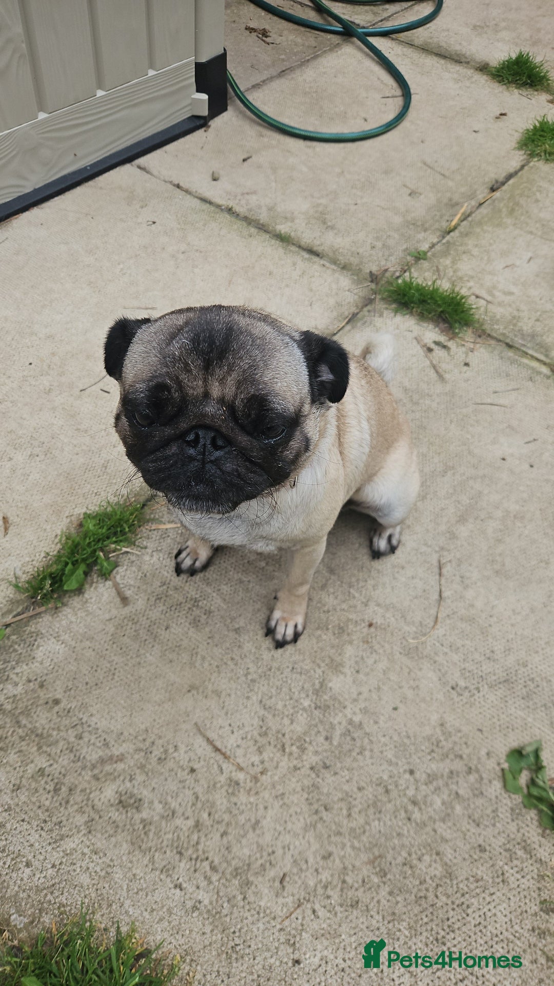 Pug dogs for sale: Adorable 4-Year-Old Pug Looking for a Loving Home - Image 1