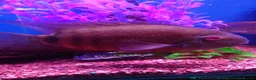 Other/Mixed Breed fish for sale: Full Aquatic Stocklist Manchester Pet's & Aquatics - Advert 11