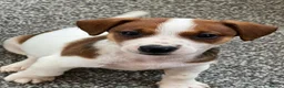 Jack Russell dogs for sale: Archie 11 weeks old Jack Russell  - Advert 2
