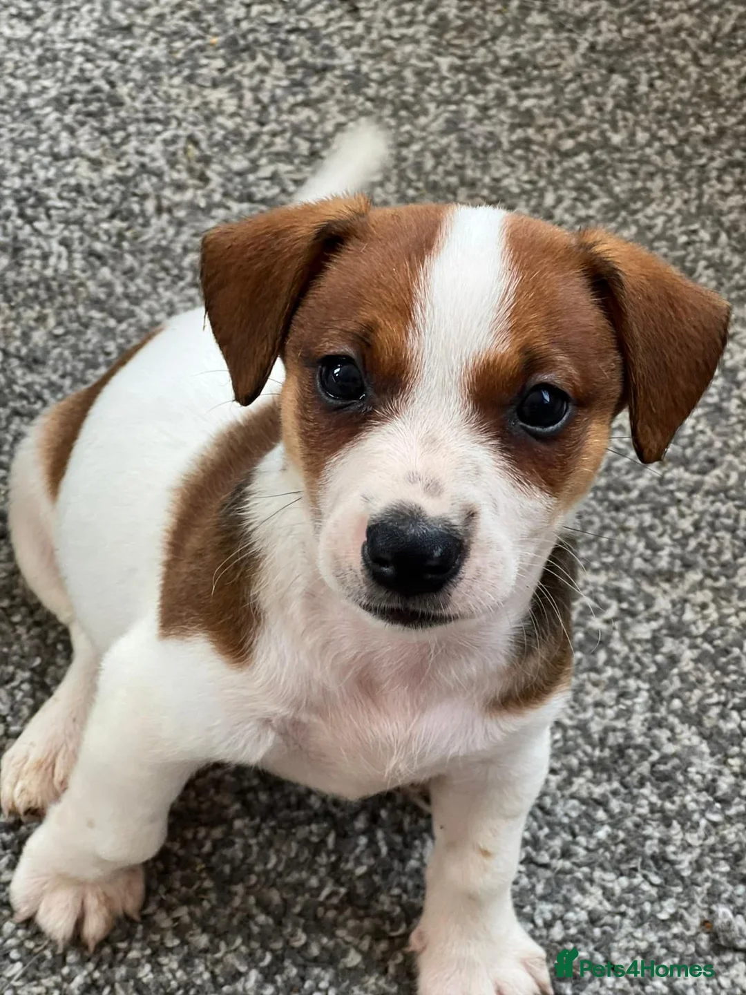 Jack Russell dogs for sale: Archie 11 weeks old Jack Russell  - Advert 2