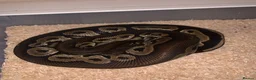 Python Snake reptiles for sale: Ball pythons  - Advert 5