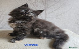 Maine Coon cats for sale: Maine Coon Kittens Tortie/Torbie Russian lines - Image 16