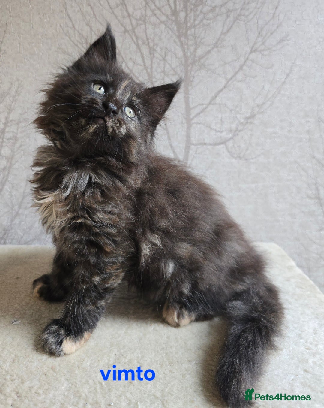 Maine Coon cats for sale: Maine Coon Kittens Tortie/Torbie Russian lines - Image 16