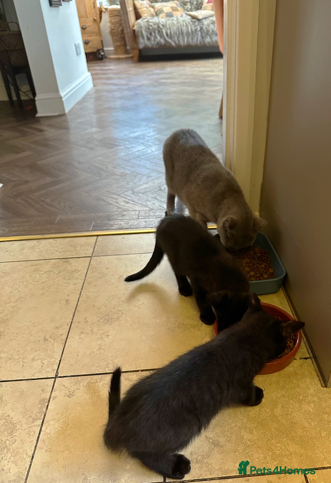 British Shorthair cats for sale: BSH x Sphynx - Image 5