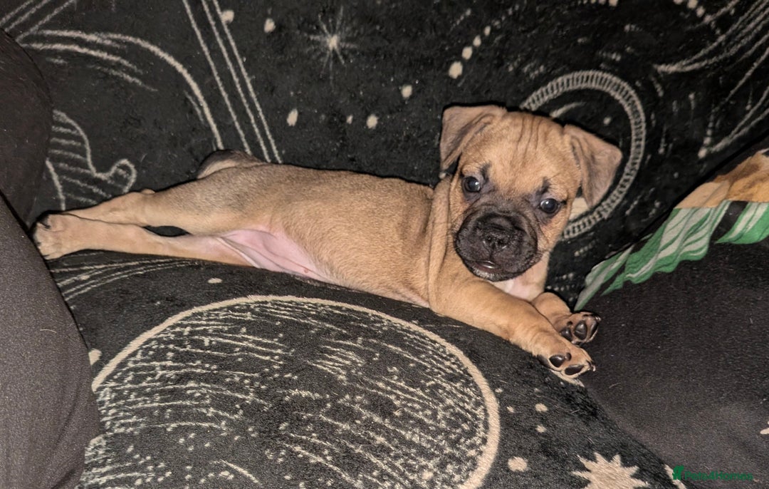 Mixed Breed dogs for sale: Little Boy Northern Ireland  - Advert 12