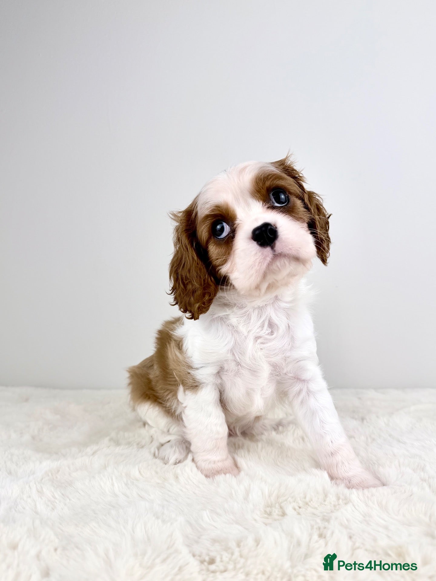 Cavalier King Charles Spaniel dogs KC registered Cavalier King Charles Spaniel.  - Advert 1