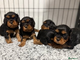 Cavalier King Charles Spaniel dogs - Advert 17