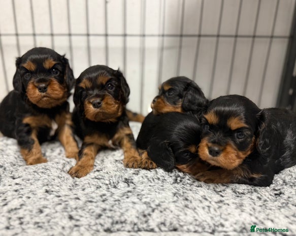 Cavalier King Charles Spaniel dogs - Advert 1