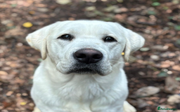 Labrador Retriever dogs for sale: Arlo Advanced trained Labrador  - Image 2