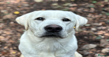 Labrador Retriever dogs - Advert 9