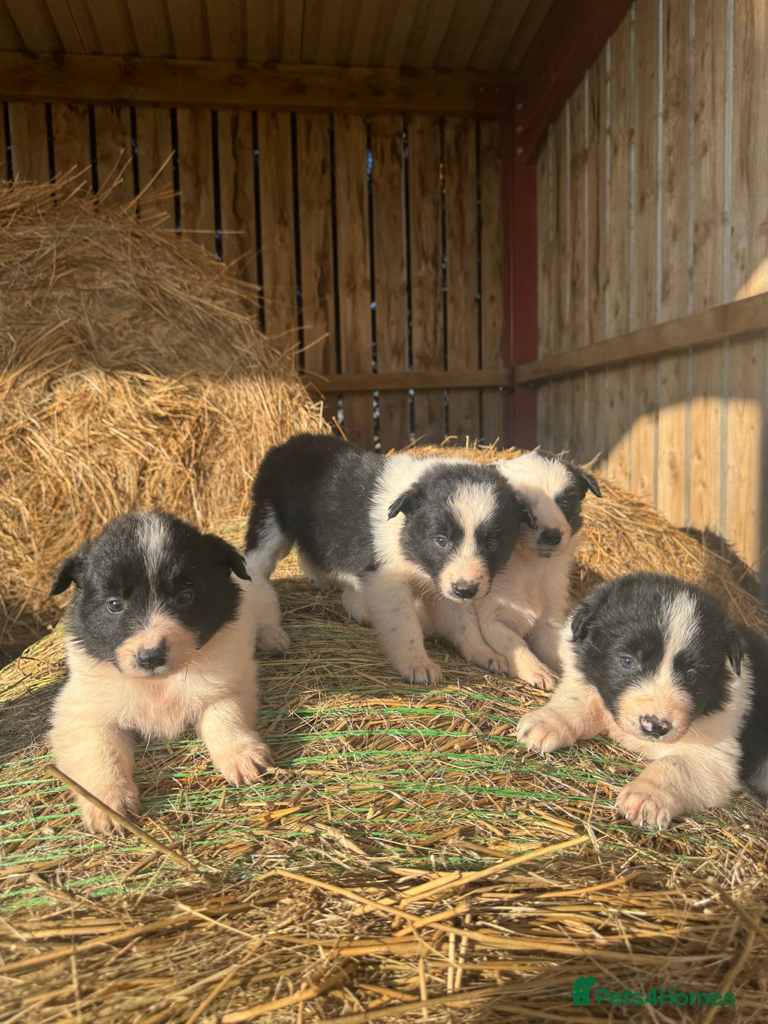 Border Collie dogs for sale: Very cute Border Collie Pups From Working Dogs - Advert 31