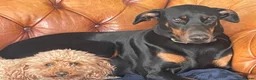 Dobermann dogs for sale: KC Reg Doberman - Health tested parents - Advert 6