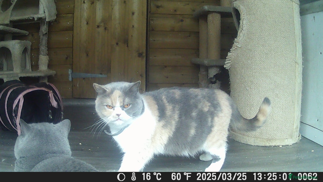 British Shorthair cats for sale: Gccf female British Shorthair - Advert 9