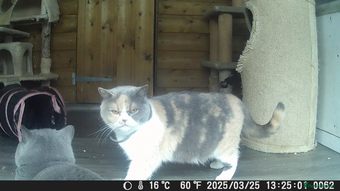 British Shorthair cats for sale: Gccf female British Shorthair kitten  - Advert 9