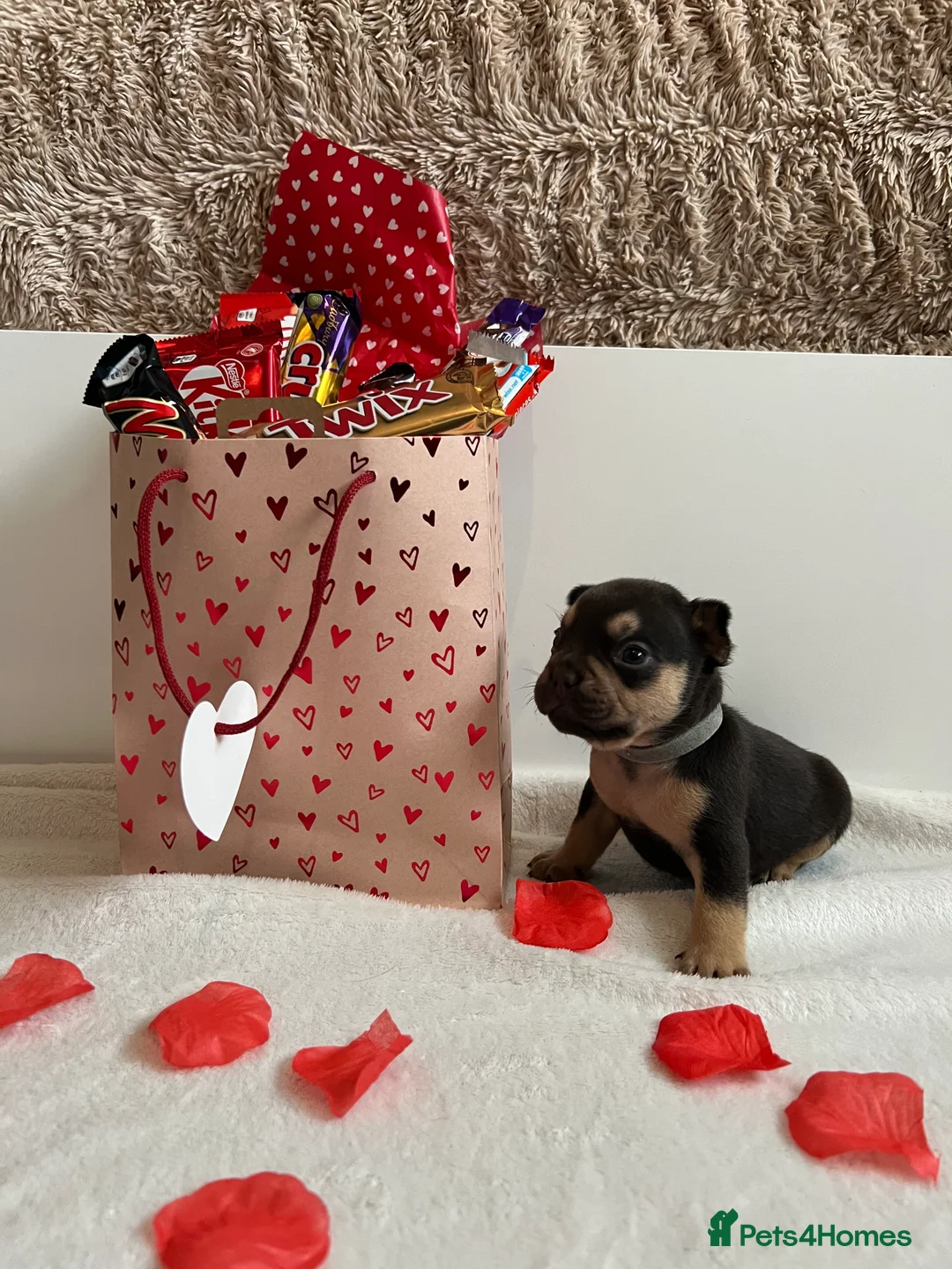 French Bulldog dogs for sale:  ** French Bulldogs in Chocolate & Tan and Rojo - Advert 8