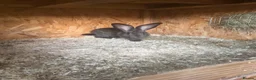 Continental Giant rabbits for sale: Continental  - Advert 2