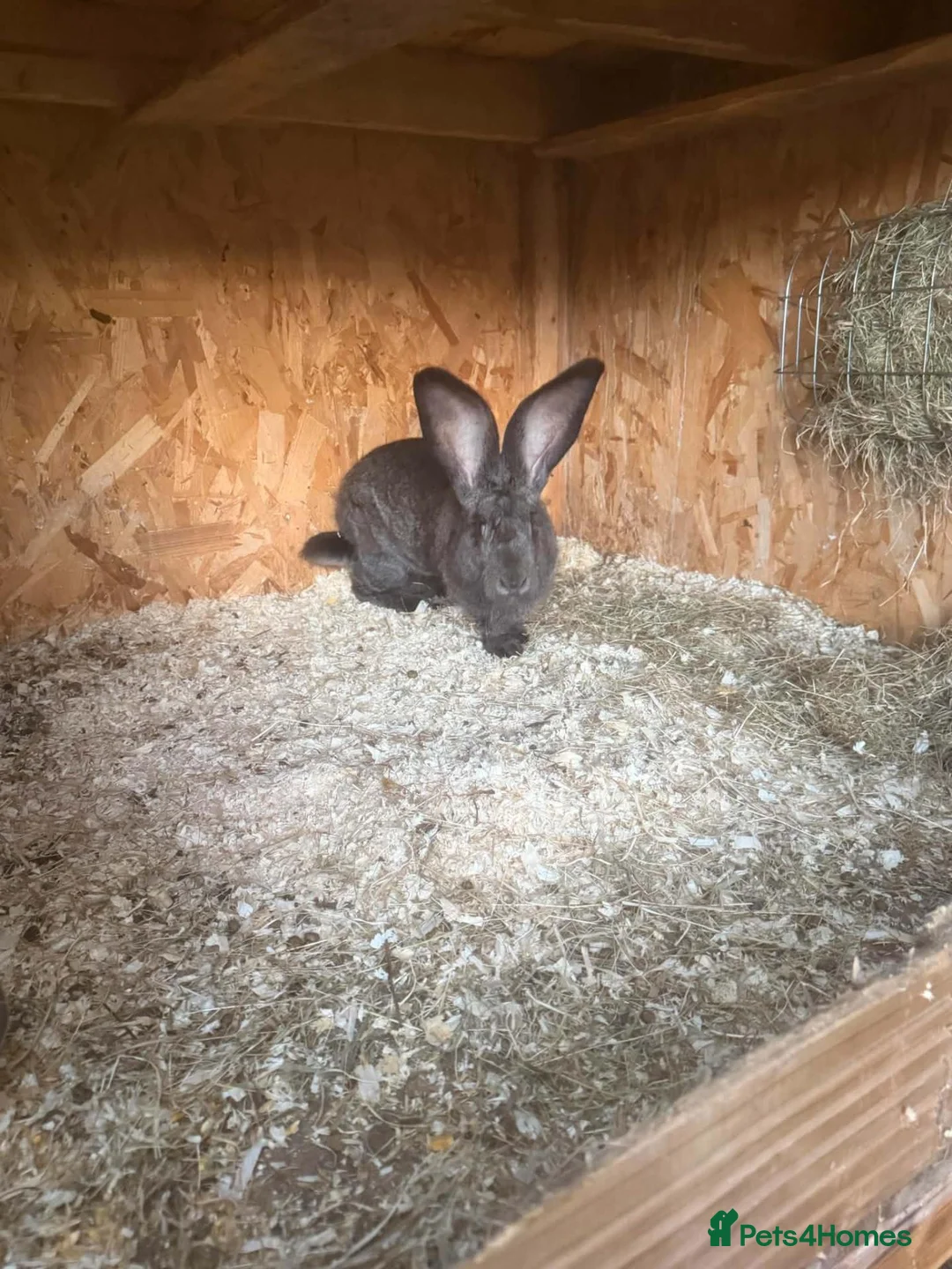 Continental Giant rabbits for sale: Continental  - Advert 2