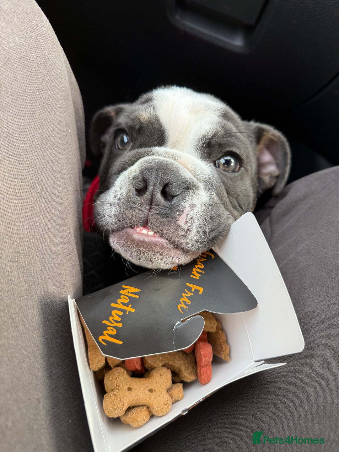 English Bulldog dogs for sale: Ralph  - Advert 1