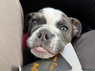 English Bulldog dogs Ralph - Advert 1