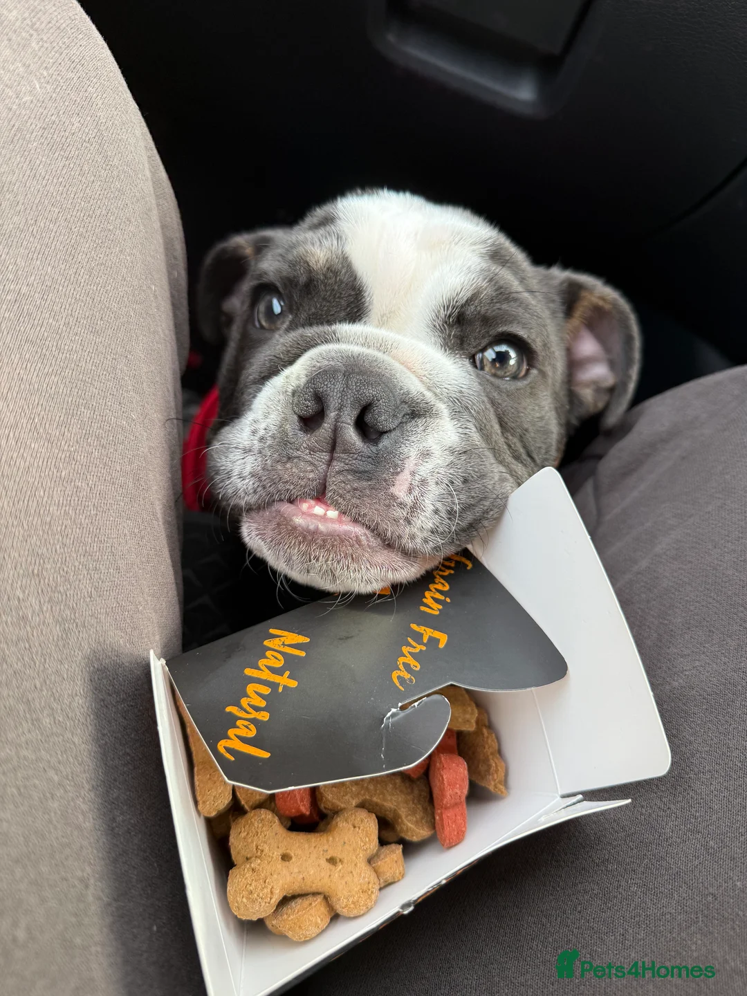 English Bulldog dogs for sale: Ralph  - Advert 1