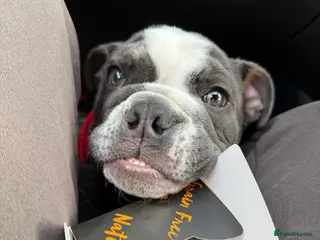 English Bulldog dogs Ralph - Advert 5