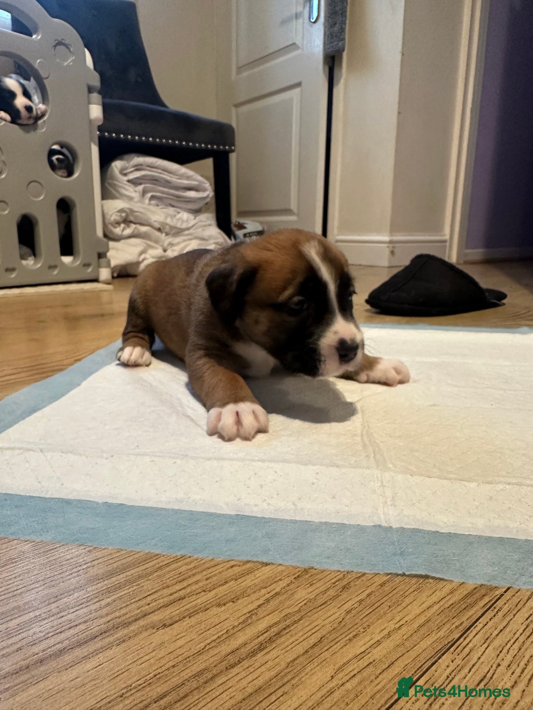 Mixed Breed dogs for sale: Lab- Cane Corso Puppies Looking for Loving Homes - Advert 31