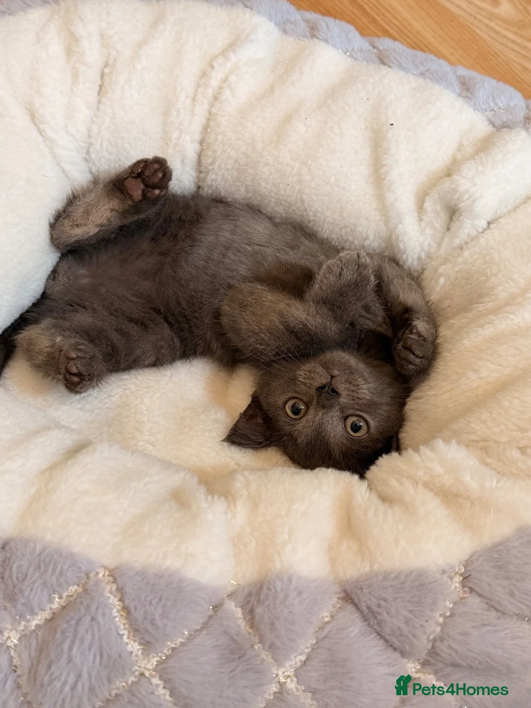 British Shorthair cats for sale: Blue British Shorthair Kitten in Ilford - Advert 1