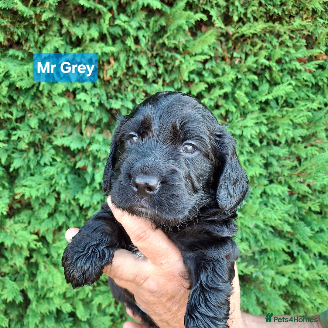 Mixed Breed dogs for sale:  Rare Little Glossy Chunks of Spaniel - Image 13