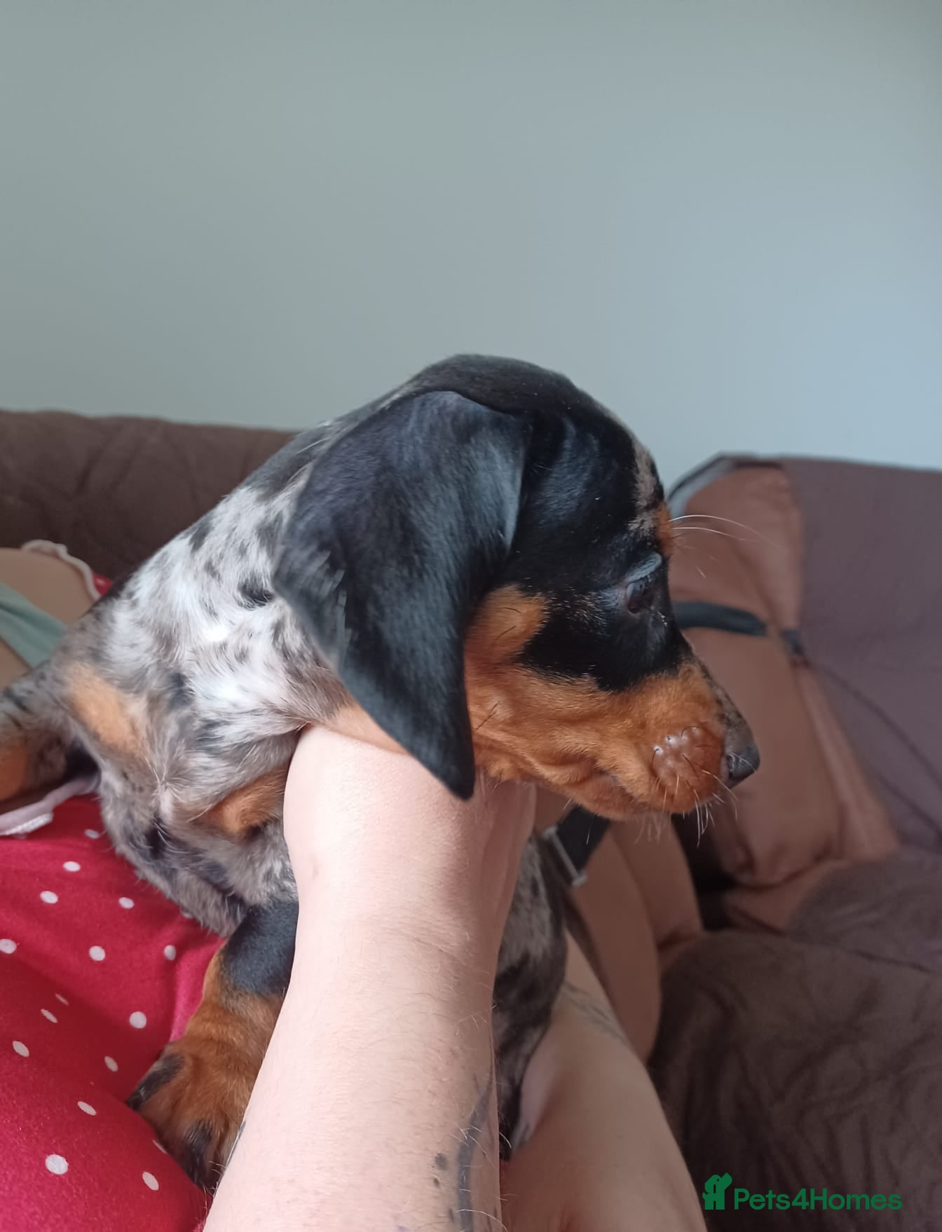 Miniature Dachshund dogs for sale: Adorable Miniature Dachshund Puppies Ready Now in Knottingley - Advert 5