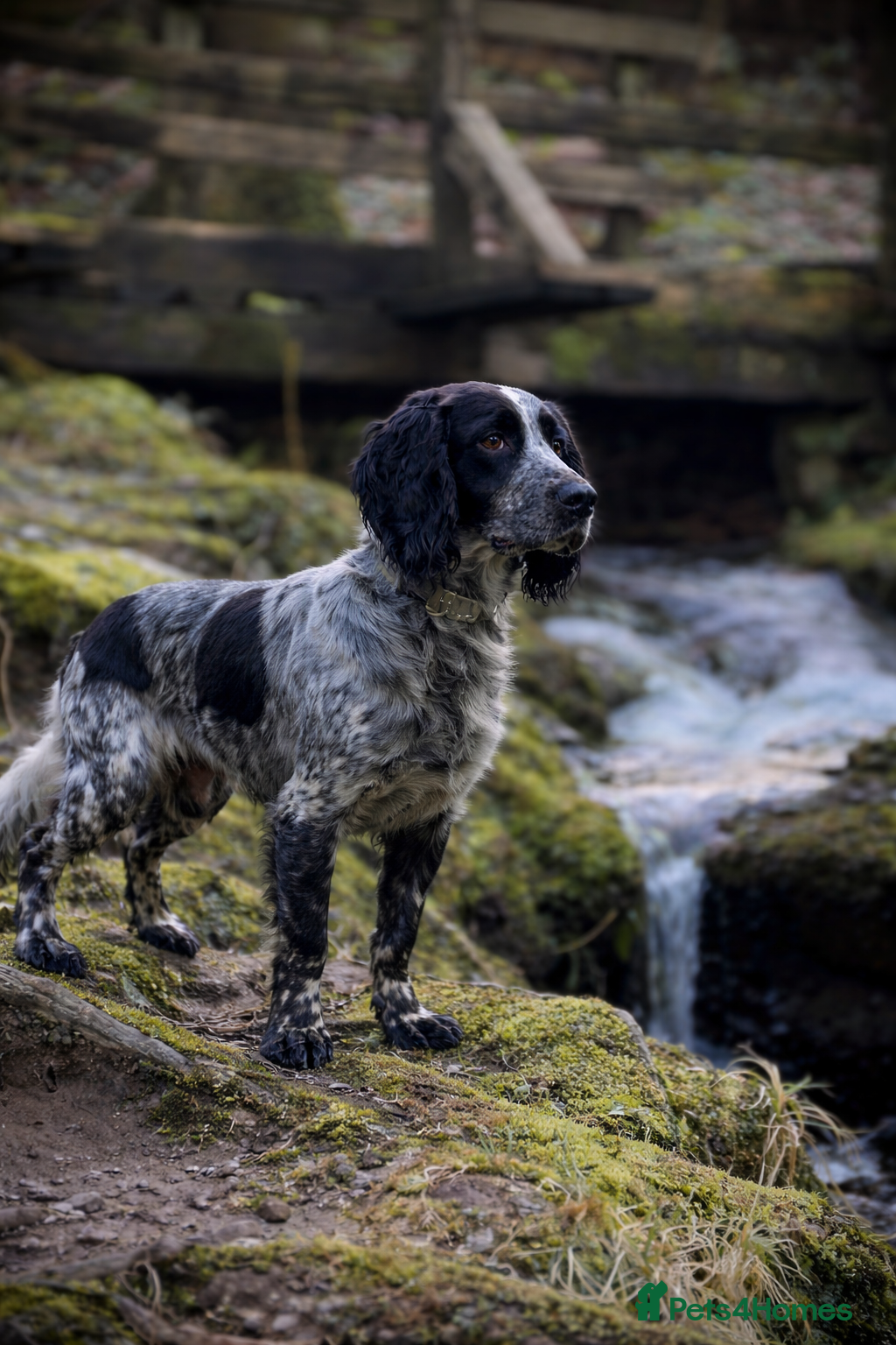 Cocker Spaniel dogs Stunning small Blue Roan Cocker Bitch – 10 Months - Advert 1