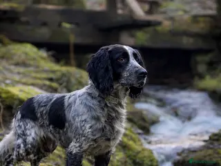 Cocker Spaniel dogs Stunning small Blue Roan Cocker Bitch – 10 Months - Advert 14