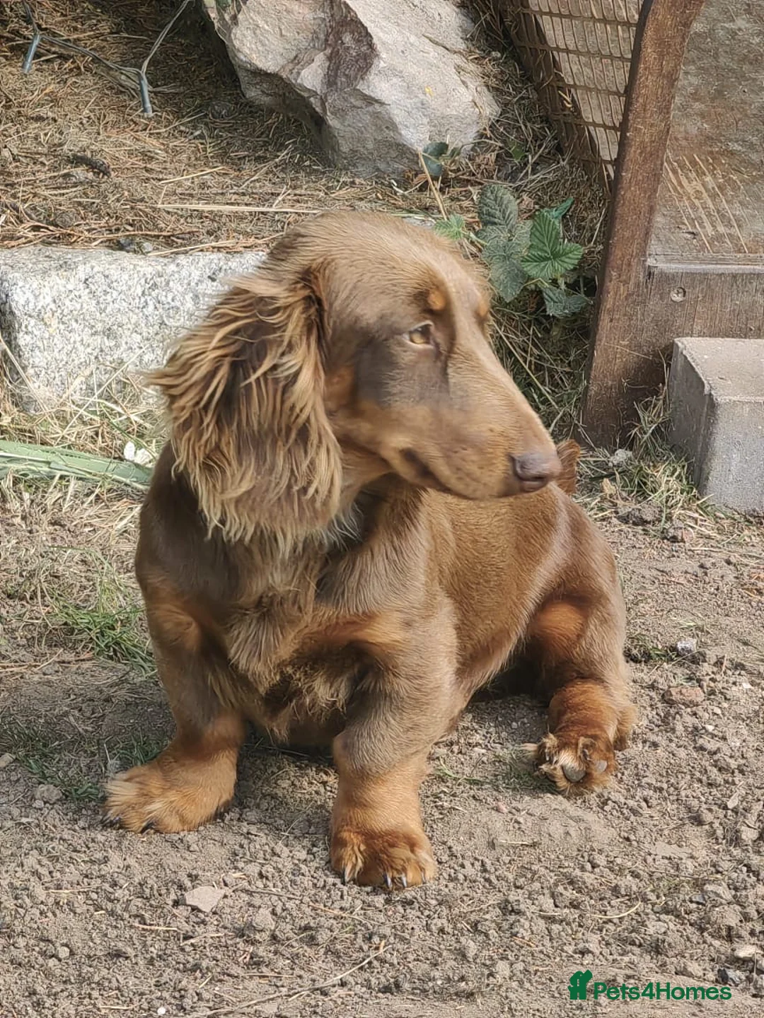 Miniature Dachshund dogs for stud: Mr sausage roll Miniture dachshund stud  - Advert 3