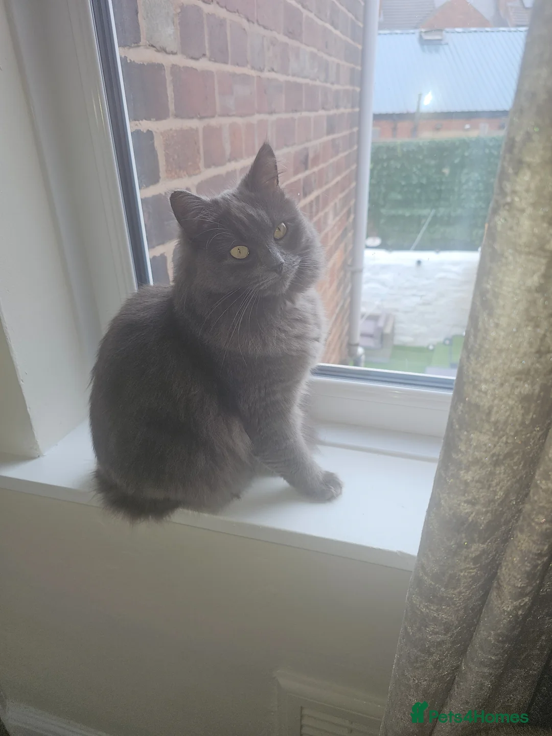 British Longhair cats for sale: Chi is beautiful blue female 1 year old - Advert 1