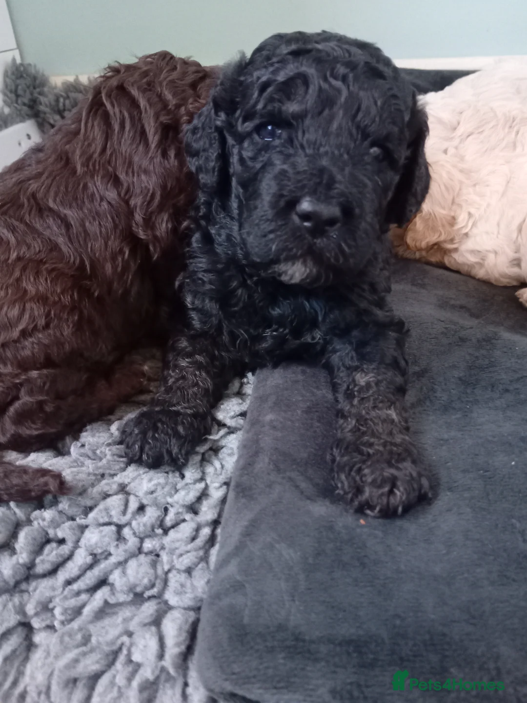 Mini Goldendoodle dogs for sale: Gorgeous Miniature Double Doodle puppies  - Advert 19