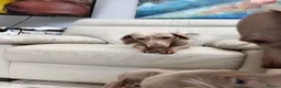 Dachshund dogs for sale: Miniature short hair dachshund  - Advert 12