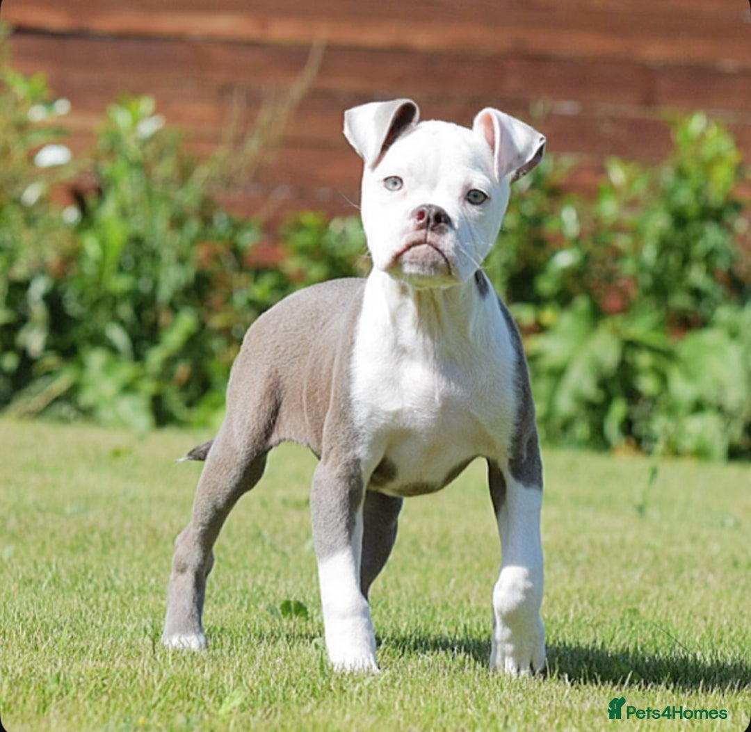 Olde English Bulldogge dogs for sale: Why Settle for Less? 5⭐️Rated,23 years experience  - Image 3