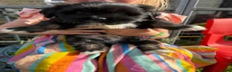 Mixed Breed dogs for sale: Shih Tzu cross Lhasa apso puppies in Great Yarmouth - Advert 4