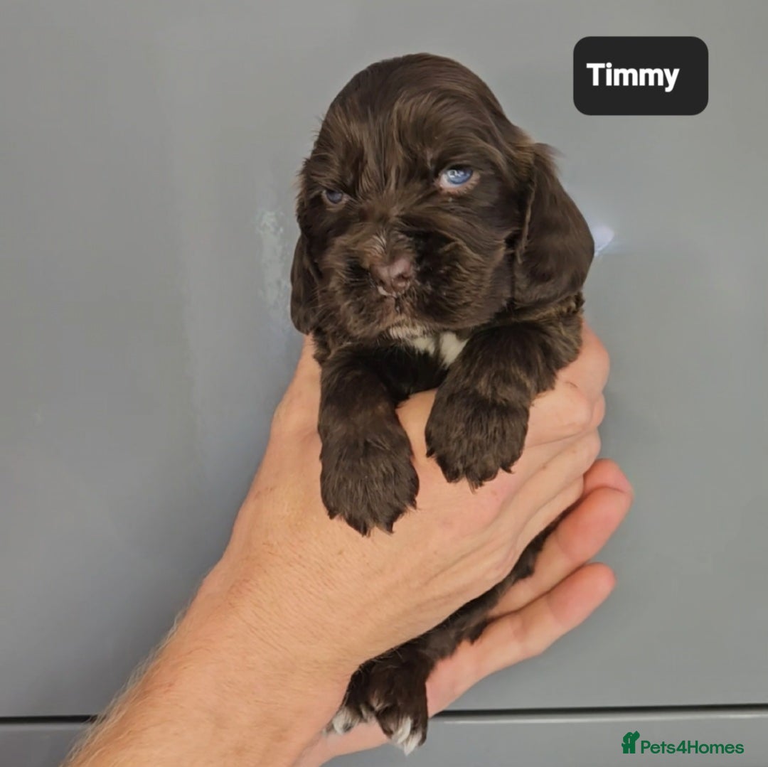 Cocker Spaniel dogs for sale: Exceptional Pedigree Kc Champion Show Cockers - Image 21