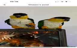 Parrots birds for sale: Black head caique - Image 4
