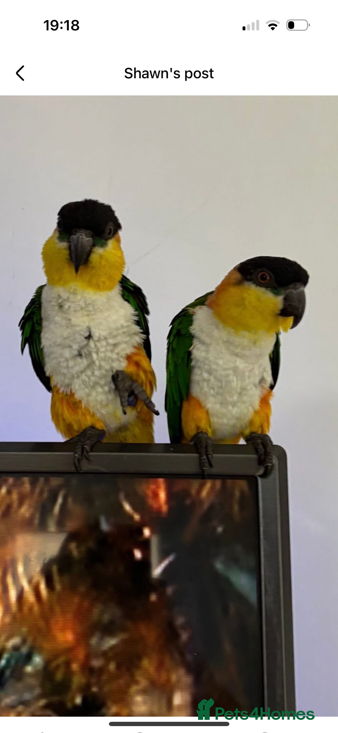 Parrots birds for sale: Black head caique - Image 4