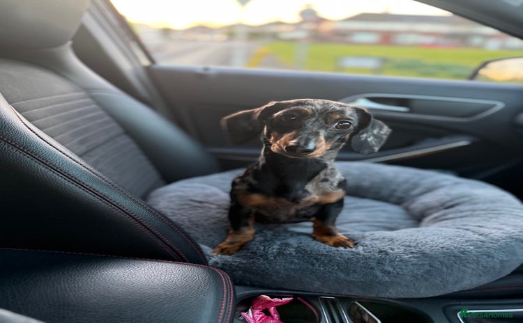 Miniature Dachshund dogs - Advert 5