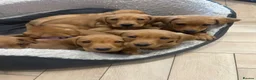 Labrador Retriever dogs for sale: 2 BOYS LEFT KC Registered Fox Red Labrador Puppies - Advert 1
