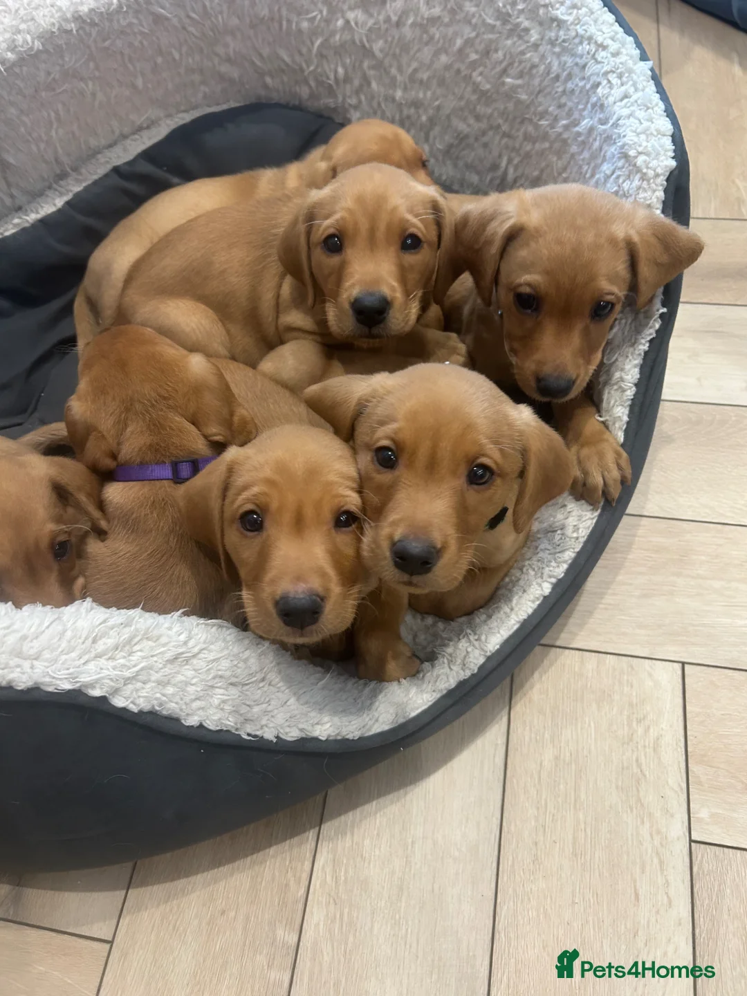 Labrador Retriever dogs for sale: 2 BOYS LEFT KC Registered Fox Red Labrador Puppies - Advert 1