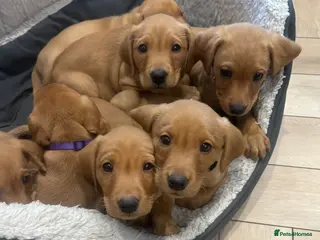 Labrador Retriever dogs KC Registered Fox Red Labrador Puppies - Advert 3