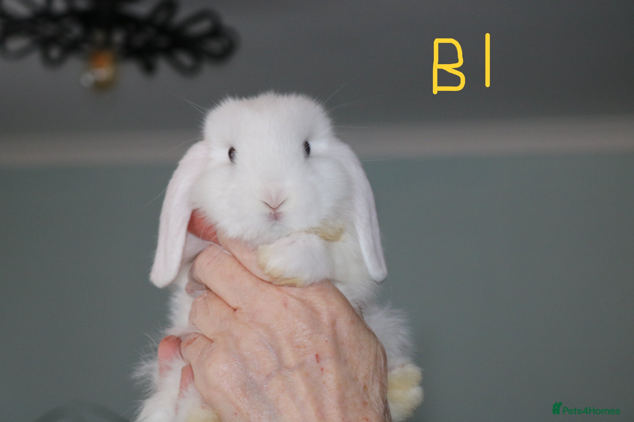 Mini Lop rabbits Mini Lop Babies - 2 bucks left - Advert 1