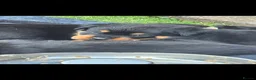Rottweiler dogs for sale: rottweilers... - Advert 6