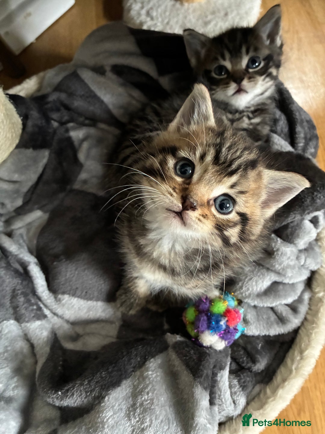 Domestic Shorthair cats for sale: Adorable kitten for sale  - Advert 4
