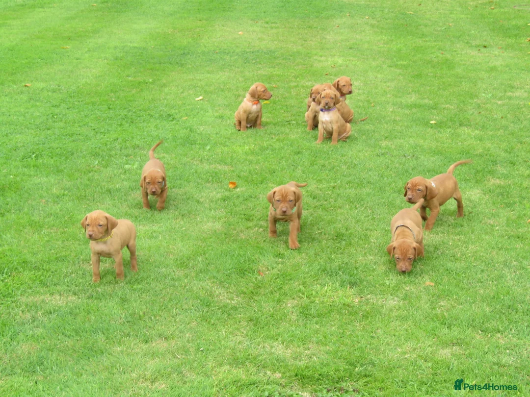Hungarian Vizsla dogs for stud: Proven Hungarian Vizsla Stud Dog in Badminton - Advert 9