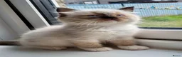 Ragdoll cats for sale: 4 full pedigree ragdoll kittens  - Advert 10