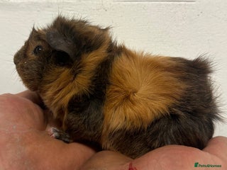 Guinea Pig rodents 8 week old baby boys - Advert 11